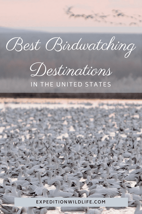 best birdwatching destinations in the united states 900x600