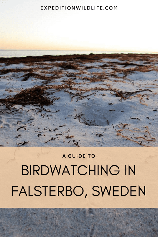 birdwatching falsterbo pin 