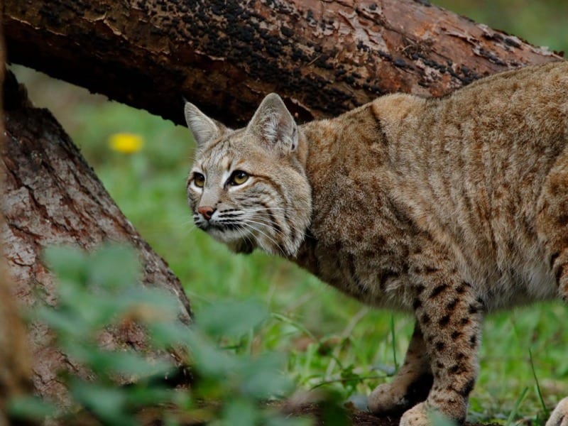 bobcat stalks in the woods at northwest trek