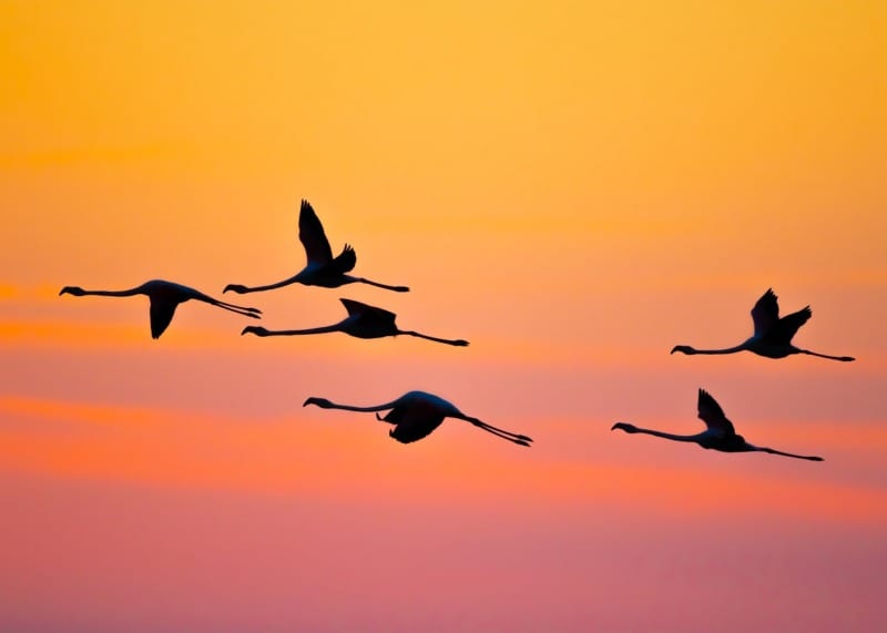 camargue flamingos flying at sunset