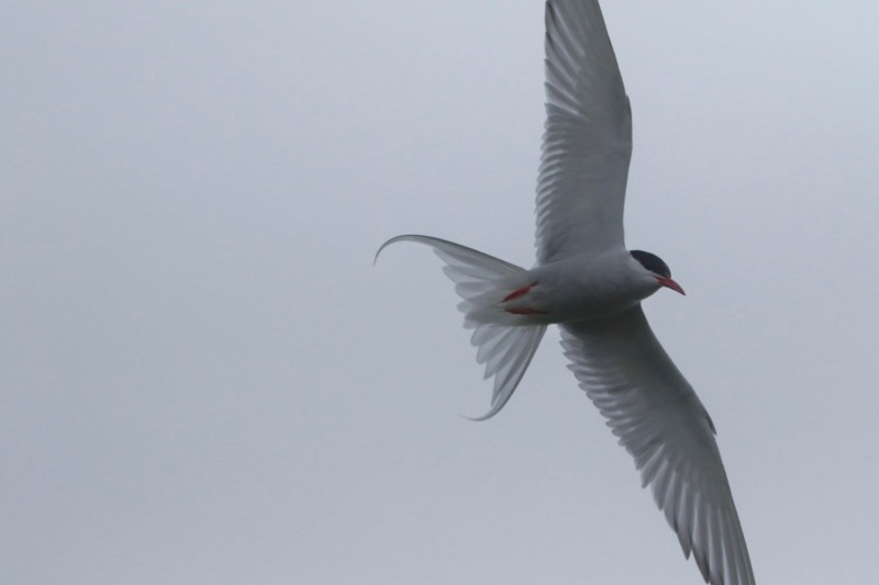 common tern flying in the fog on faroe islands