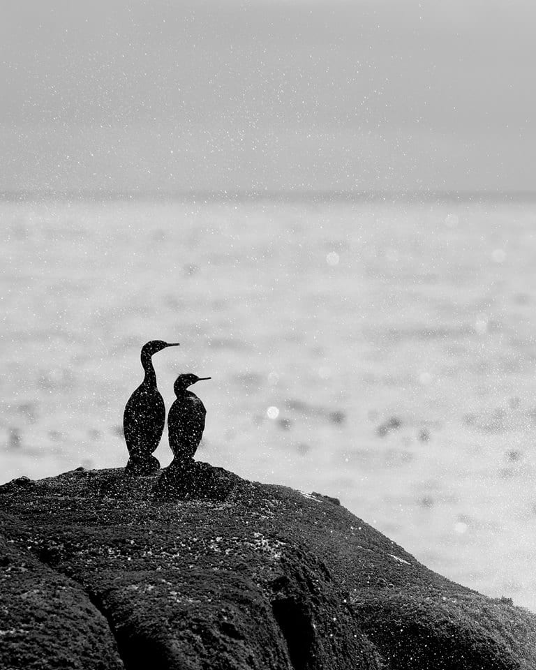 Cormorants on sea stack at Olympic National Park