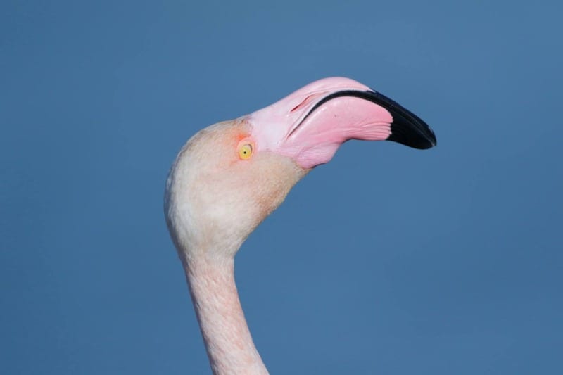 greater flamingo in camargue national park france