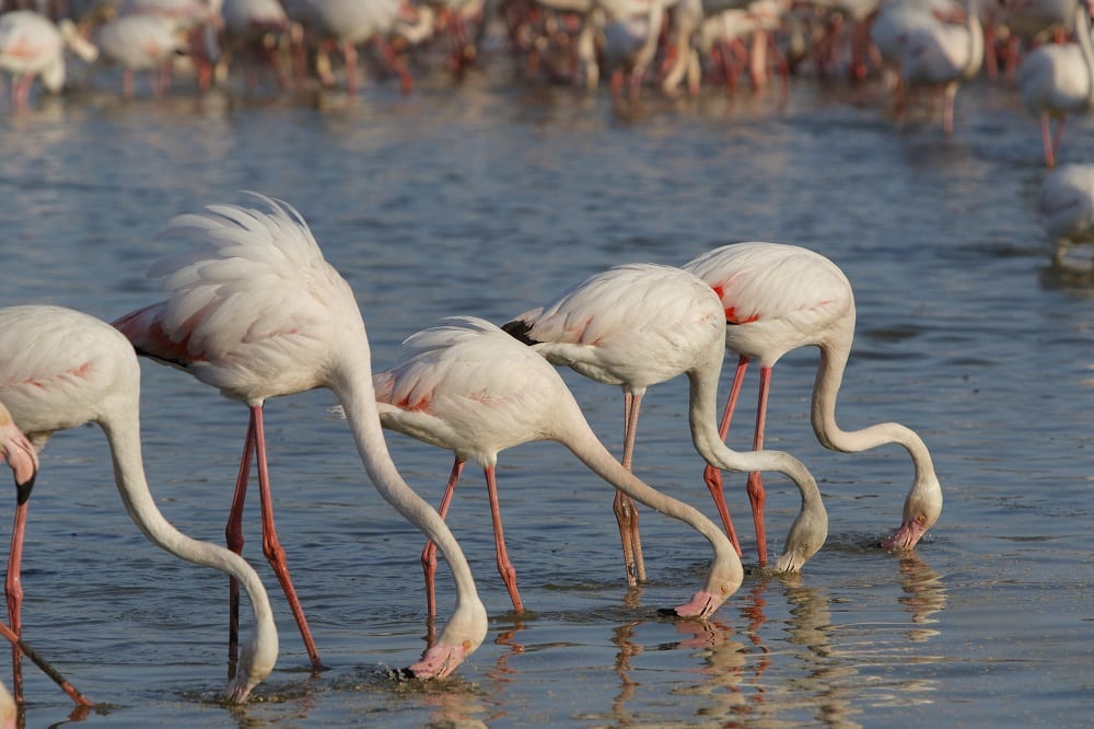 greater flamingos eat in a line in the camargue