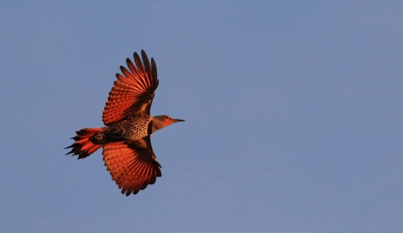 northern flicker flies across the sky in washington