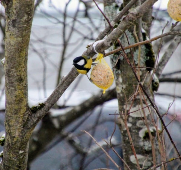 great tit on bird feeder in wintertime