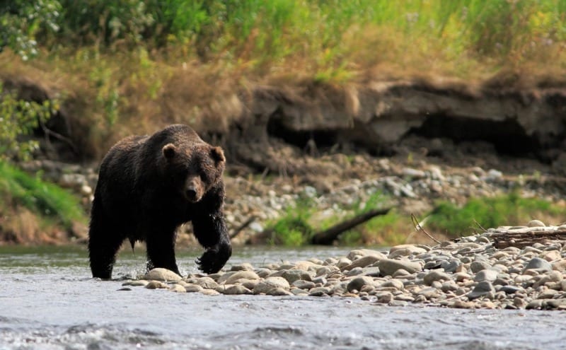 grizzly bear crosses river in bella coola canada
