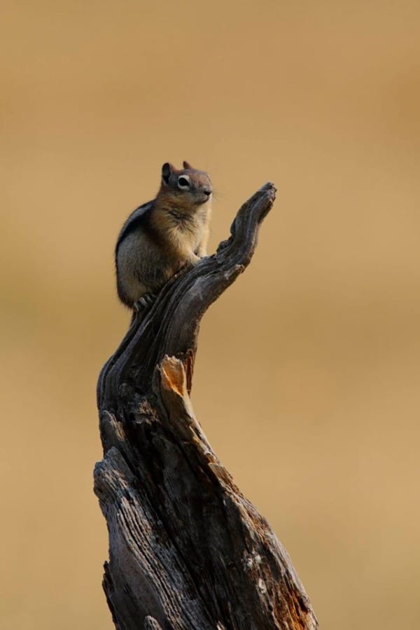 ground squirrel perches on a snag in yellowstone national park
