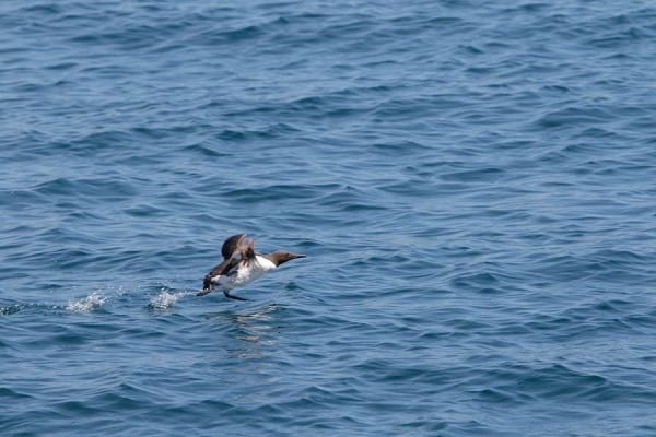 Guillemot skipping over water in Wales