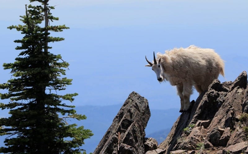 mountain goat on mount ellinor washington