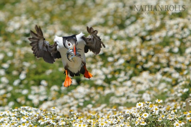 puffin landing in wildflowers on skomer island wales