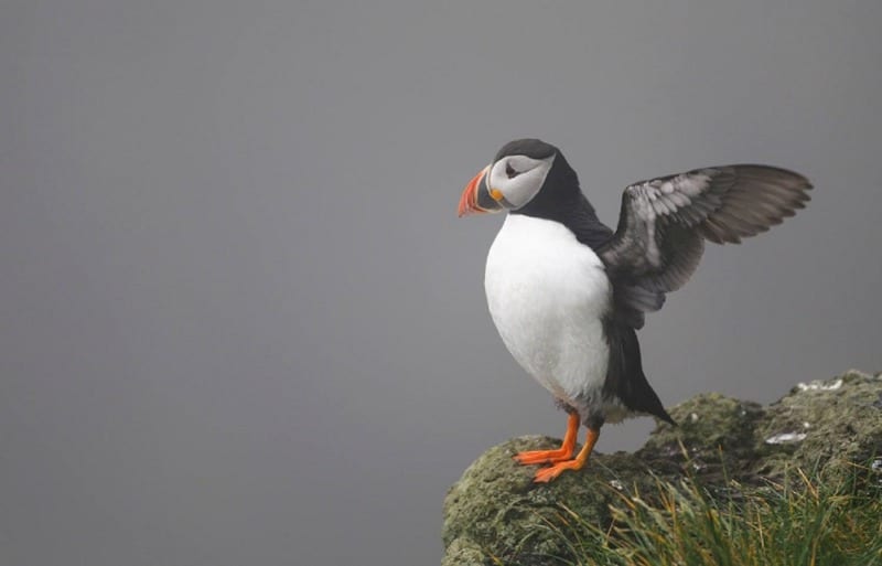 puffin stretching wings in fog on faroe islands 1000px