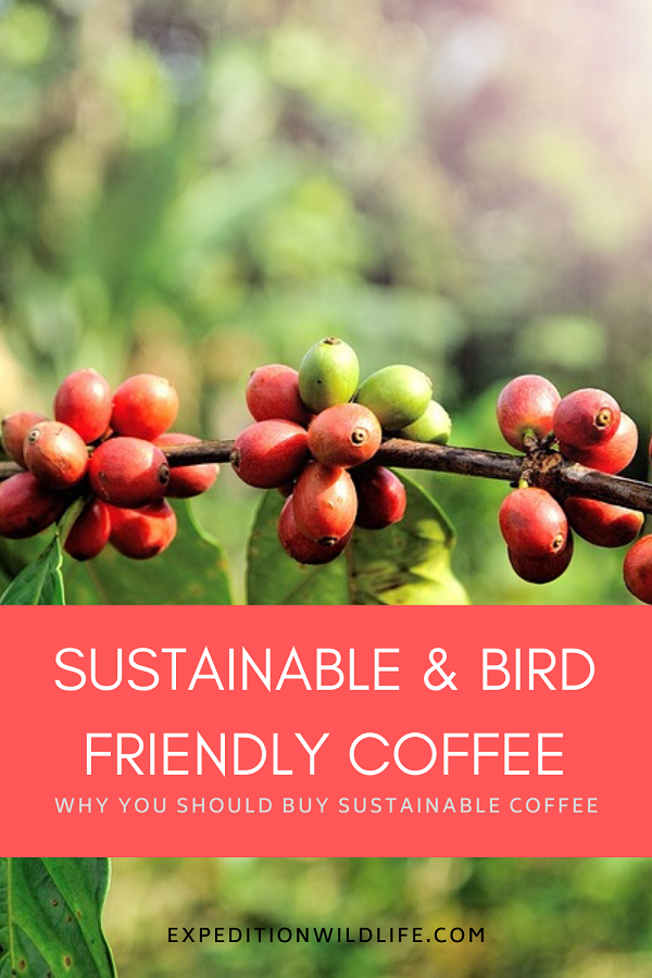 sustainble and bird friendly coffee pin