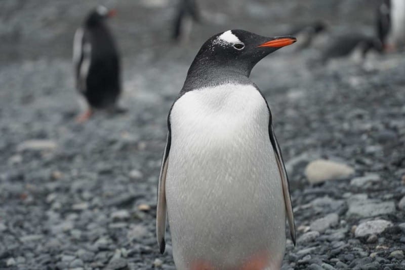 gentoo penguins antarctica