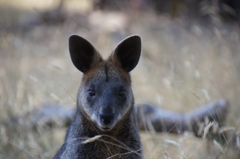 wallaby looking at camera kangaroo island australia