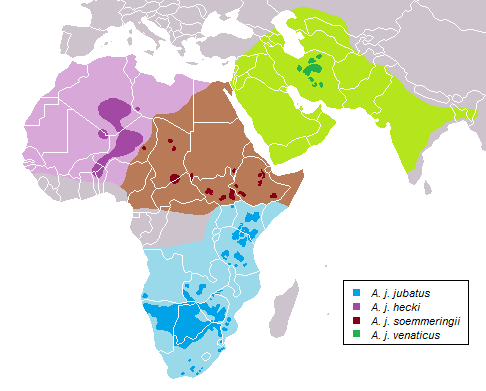 cheetah distribution map