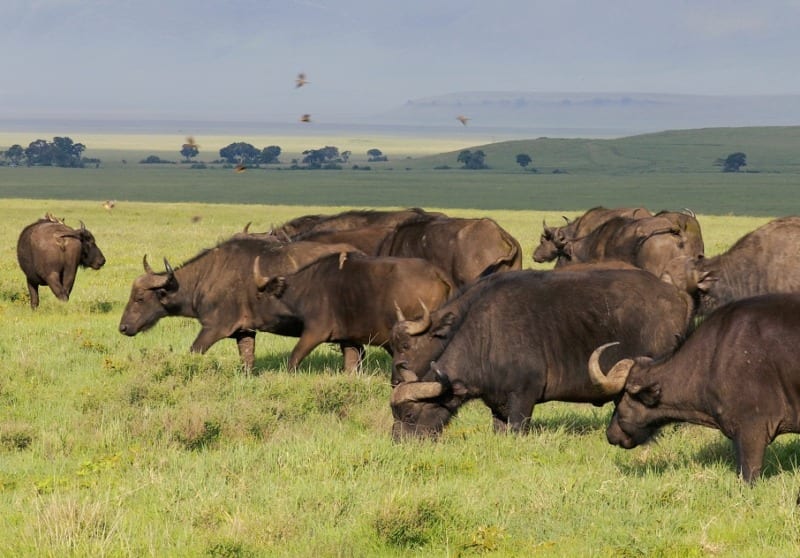 African Buffalo in Serengeti by Nathan Rolls