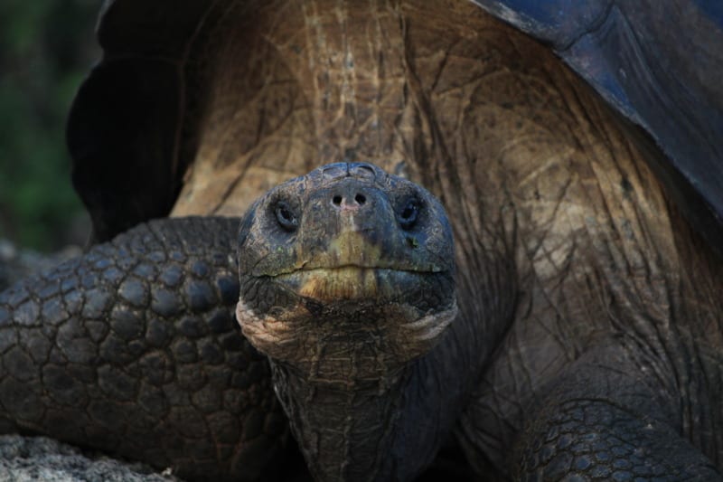 Alex On The Map - Galapagos Tortoise