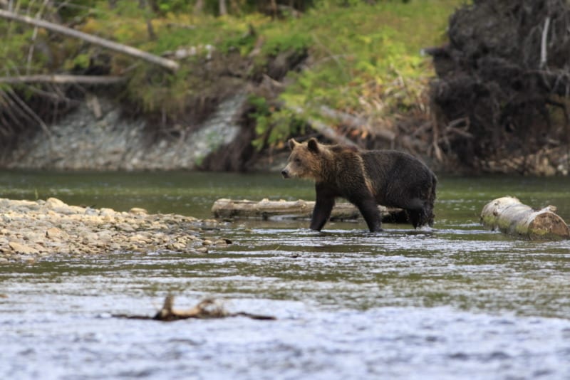 Bear in Bella Coola by Nathan Rolls