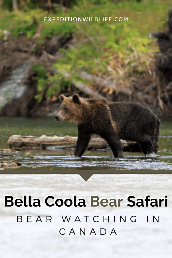 Bella Coola Bear Safari Pin