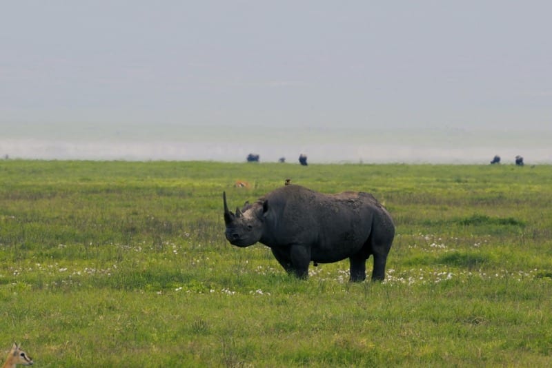 Black Rhino Ngorongoro Nathan Rolls