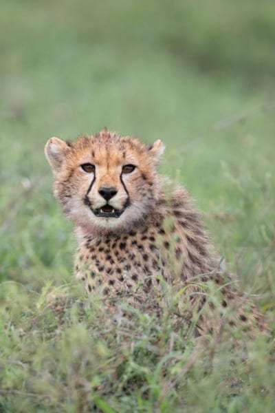 Cheetah cub smiling for camera by Nathan Rolls
