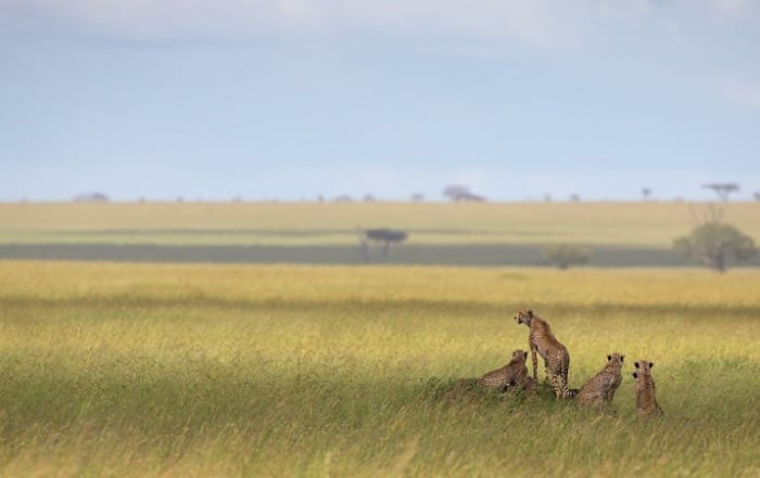 Cheetah with cubs on a termite mound in Tanzania by Nathan Rolls
