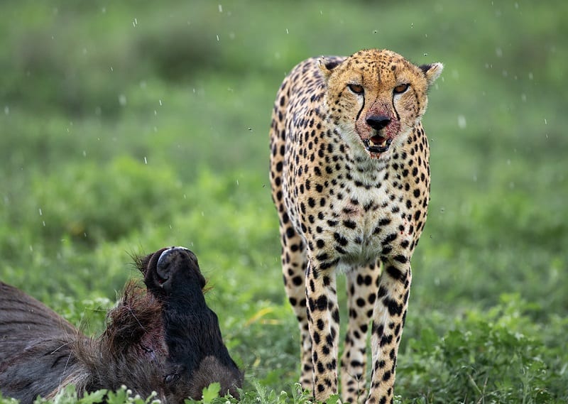 Cheetah with wildebeest kill by Nathan Rolls