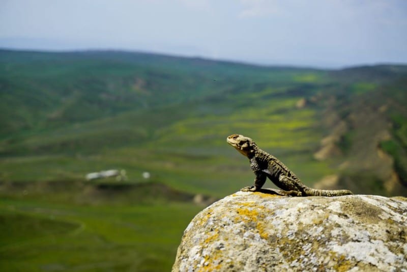 Experiencing the Globe - Lizard on the border of Georgia and Azerbaijan
