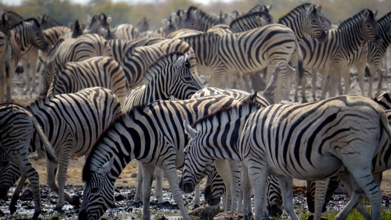Erikas Travels Zebra Herd 
