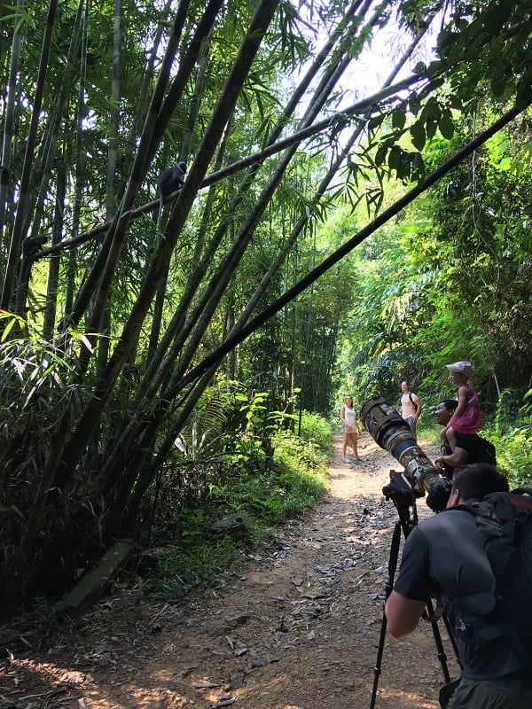Filming langurs in Thailand 