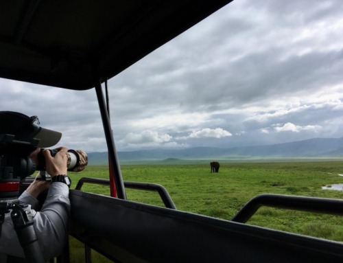 African Safari Checklist: What to know before you go