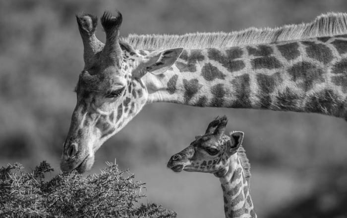 Giraffe with baby in Arusha National Park by Nathan Rolls