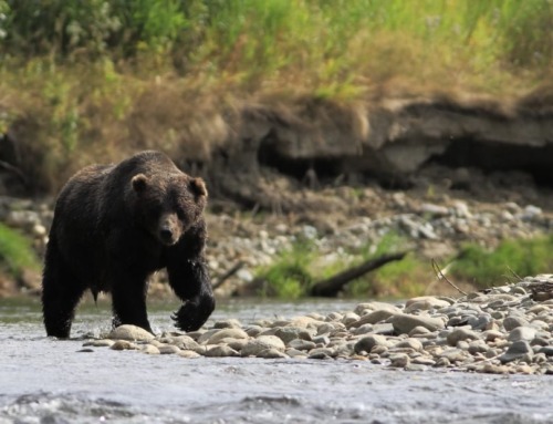 Bella Coola Bear Safari: Bear-watching in the Great Bear Rainforest