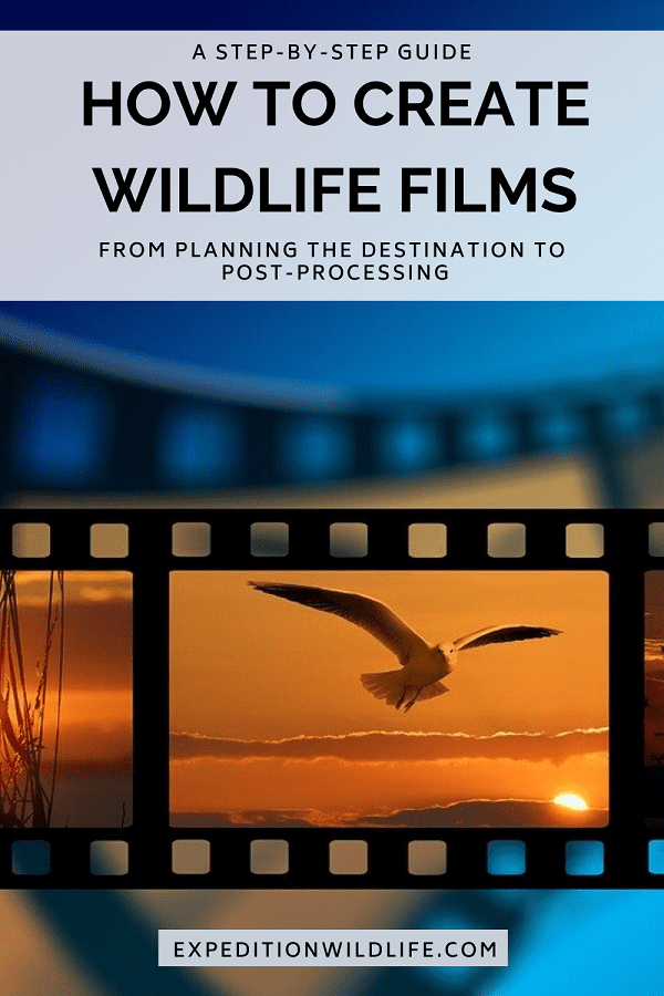 How to Create Wildlife Films Pin