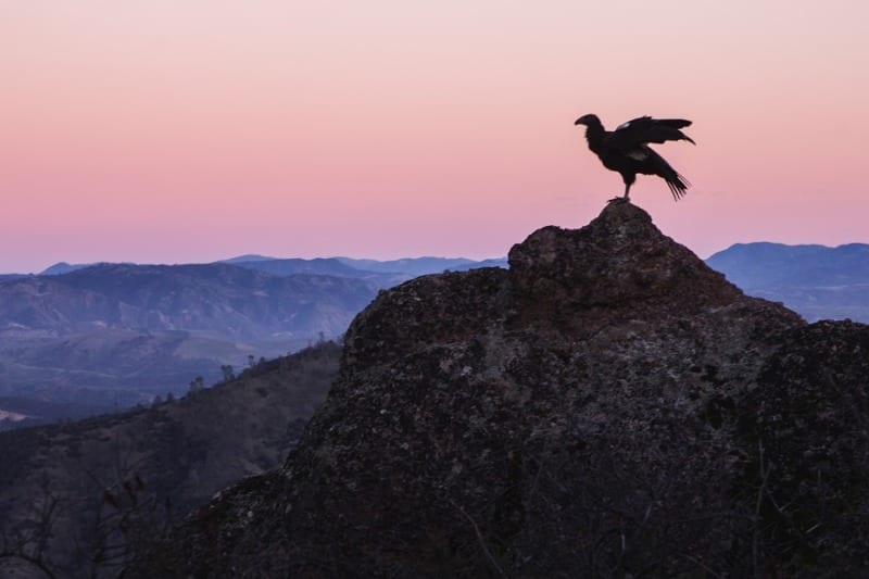 Sights Better Seen - California Condor