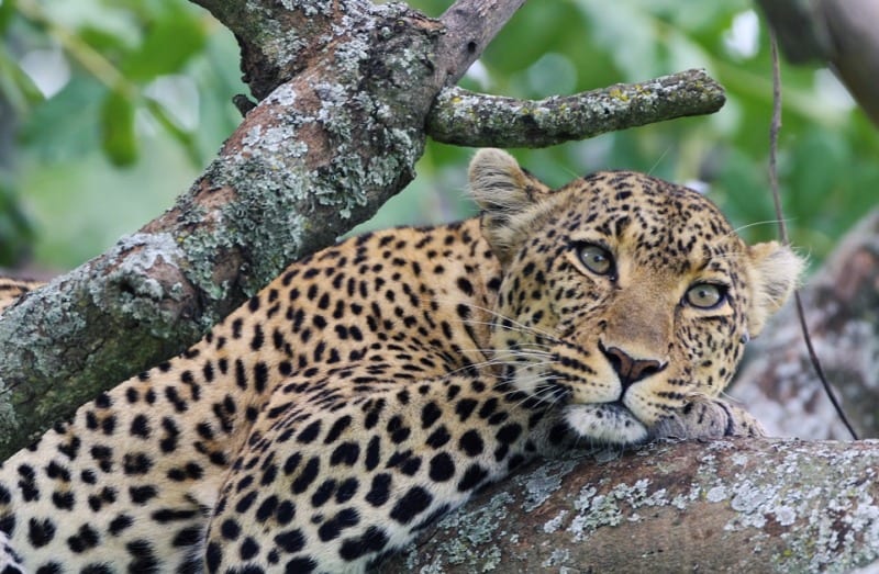 Leopard in tree by Nathan Rolls