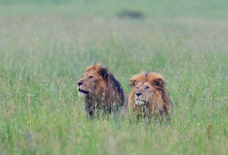 Lion brothers in Serengeti by Nathan Rolls