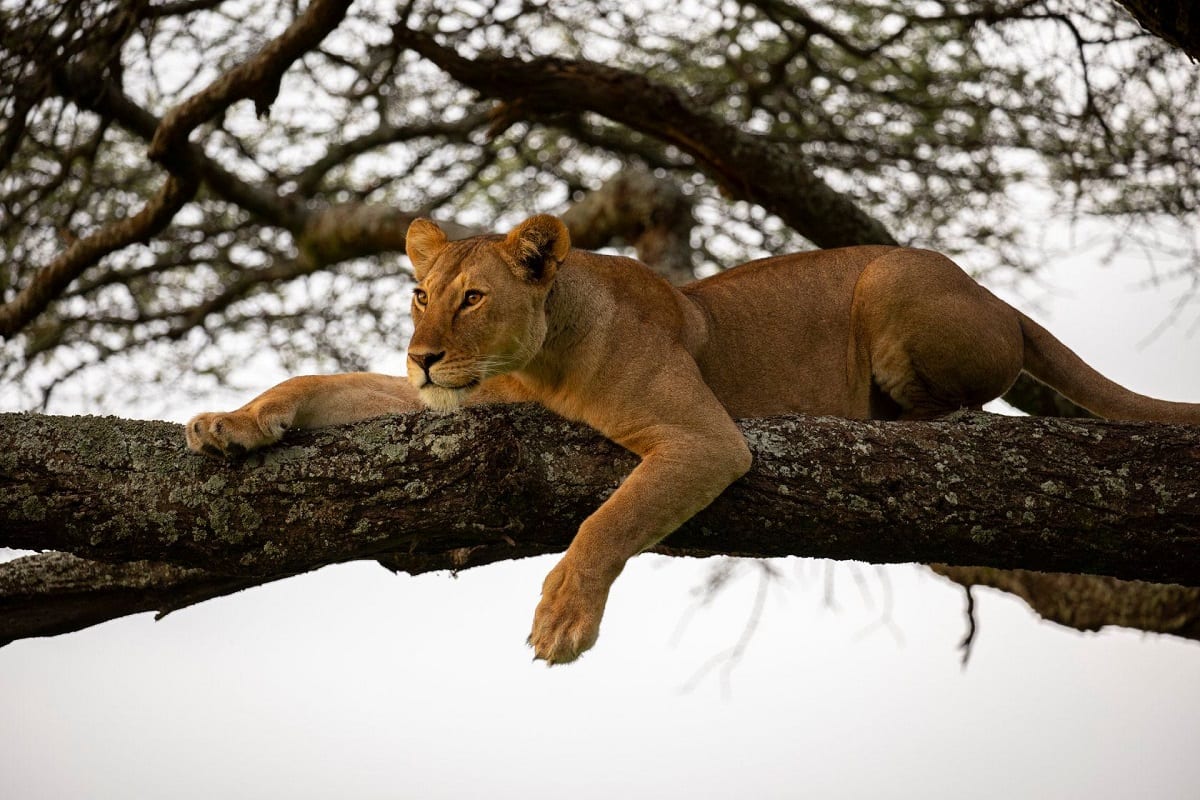 Lionness in tree Serengeti Nathan rolls