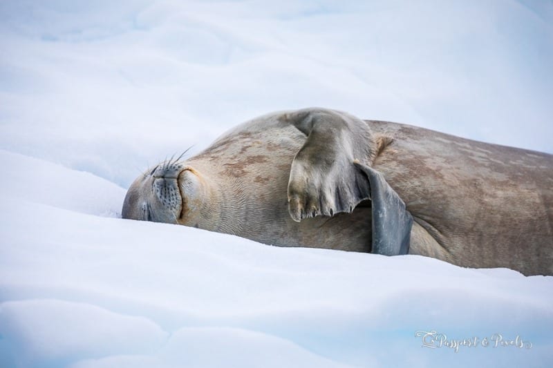 Wildlife Photo - Passport and Pixels - Neko Harbour Seal