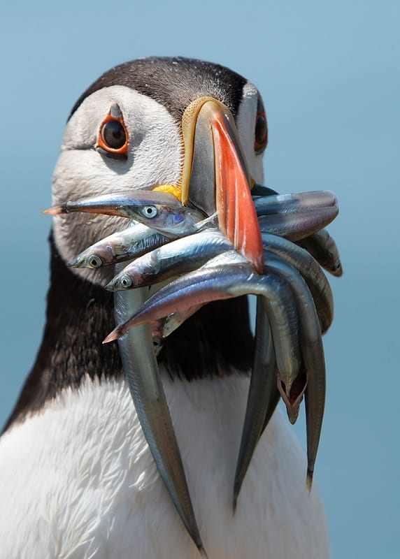 Puffin with Fish in Mouth by Nathan Rolls