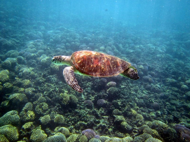 Teja on the Horizon - Sea Turtle