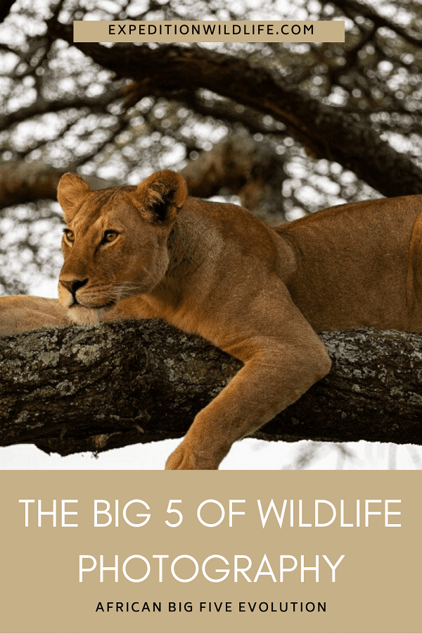 The Big 5 of Wildlife Photography
