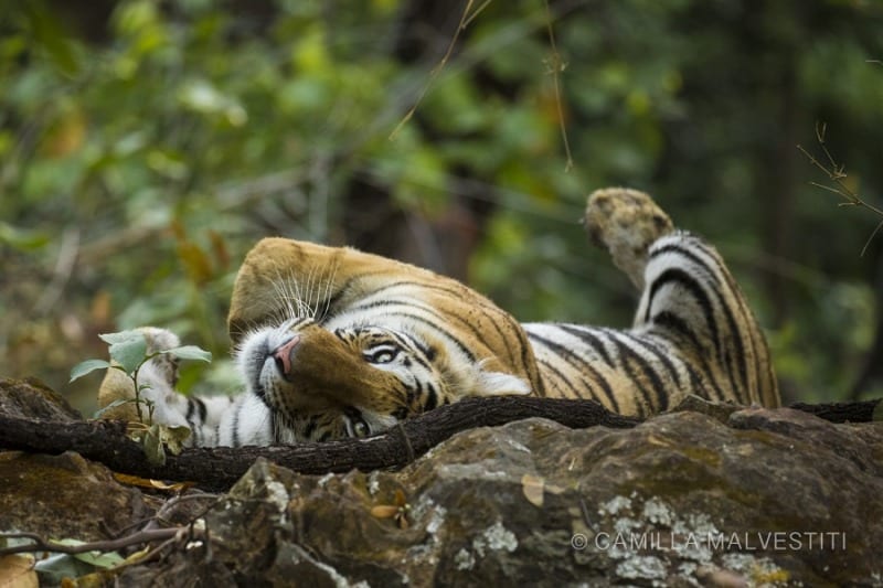 Wildlife Photo - Tigers in the Wild - Bengal Tiger