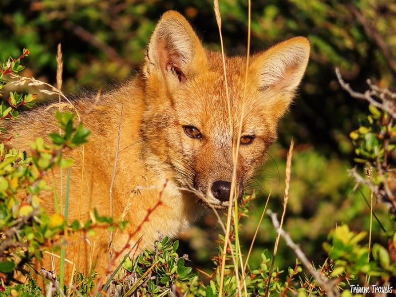 Trimm Travels - Culpeo Fox Patagonia