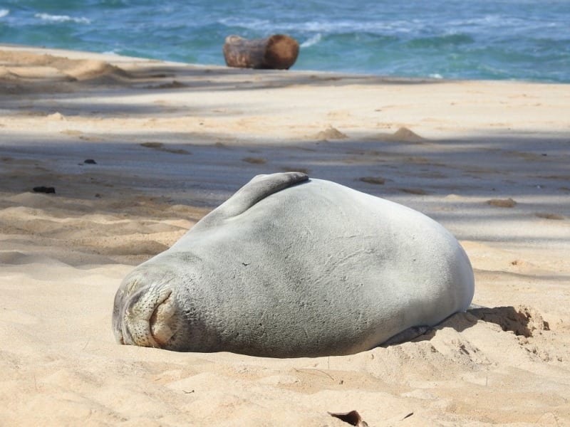 hawaiian monk seal