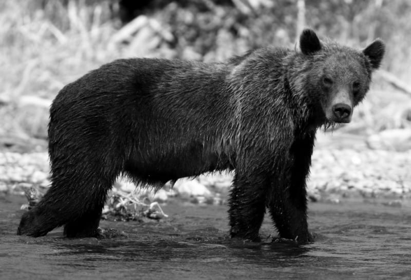 small grizzly bella coola
