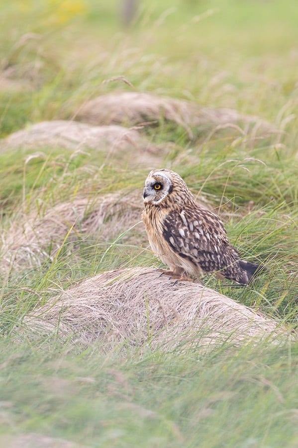 Wildlife Photo - Suzanne Easton - short-eared owl