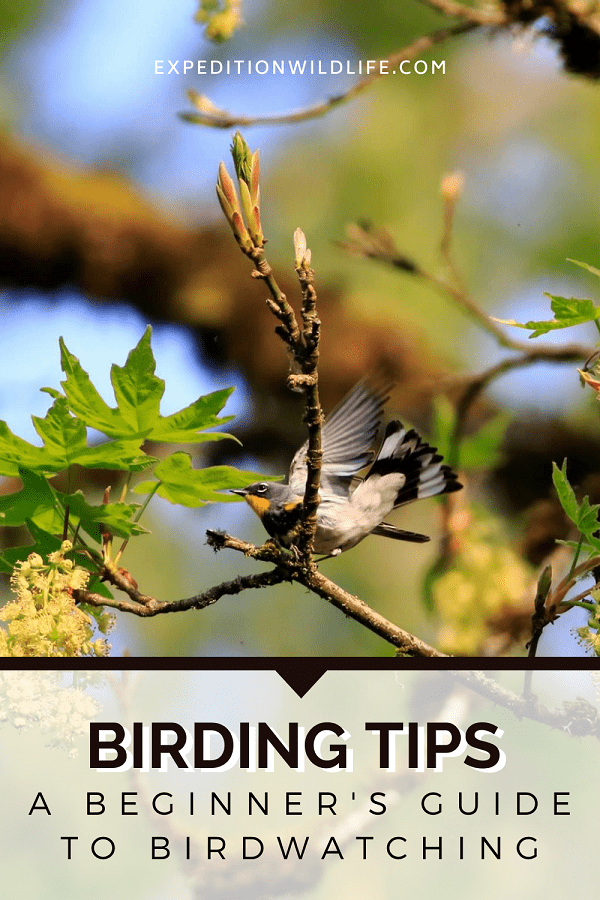 Birding Tips Beginners Guide