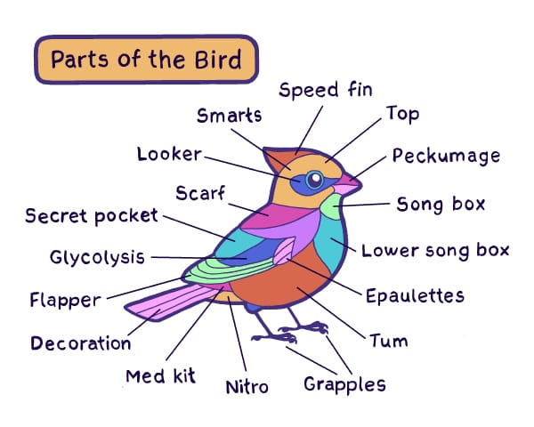parts of a bird bird and moon comics